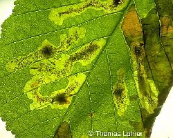 Minengänge im Blatt