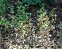 Blattfall bei einer frisch gepflanzten Buxushecke (großes Bild)