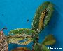 Freigelegte Raupe mit Gespinstresten (gro�es Bild)