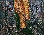 Weiße Mycellappen an der Bruchkante und Fruchtkörper am Stamm (großes Bild)