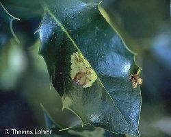Platzmine im Blatt