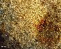 Porenschicht des Eichenfeuerschwamms mit cremefarbenen und gold- bis rostbraunen Farben (großes Bild)