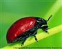 Einzelner Käfer (Seitenansicht) (großes Bild)