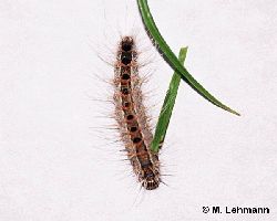 �ltere Raupe
