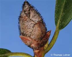 Knospen mit schwarzen Borsten
