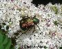 Einzelner Rosenk&auml;fer (gro�es Bild)
