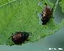 Käferfraß an Weide (großes Bild)