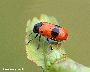 Einzelner Käfer (seitlich) (großes Bild)