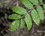 Schadbild der Blattoberseite (Sorbus) (großes Bild)