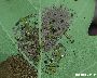 Schabefraß mit Larvenbesatz (Eiche) (großes Bild)