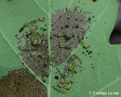 Schabefra� mit Larvenbesatz (Eiche)