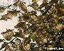 Stark befallene Astpartie (gro�es Bild)