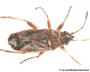 Wanze dorsal betrachtet (gro�es Bild)