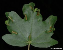 Geschädigtes Blatt