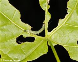 Einzelne Raupe mit Fraßschaden