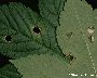 Schadbild Blattoberseite (li) und Blattunterseite (re.) (großes Bild)