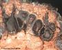 Fruchtkörper im Pilzstroma (großes Bild)