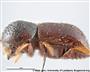 Käfer (Weibchen) (großes Bild)