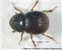 Käfer (Männchen) (großes Bild)