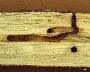 Miniergänge im Holz (großes Bild)