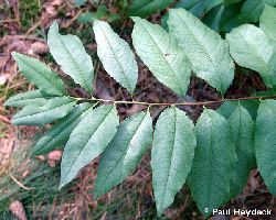 Bleiglanzsymptome an Prunus serotina