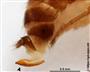 Sägeförmiger Ovipositor (Weibchen) (großes Bild)
