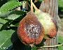 Fruchtsymptome an Birne (Gerburg) (großes Bild)