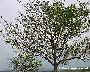 Schadbild (Obstbaum) (großes Bild)