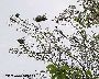 Raupennester am Baum (großes Bild)
