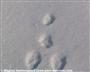 Feldhasenspur im Schnee (großes Bild)