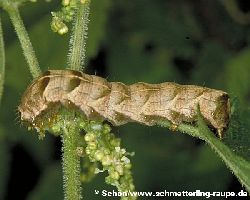 Braun gefärbte Raupe