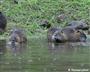 Mehrere Tiere am Wasser (großes Bild)