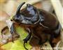 Käfer (Männchen) von vorne (großes Bild)