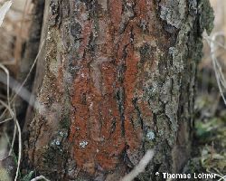 Rötlicher Algenbesatz (Trentepohlia sp.) am Stamm