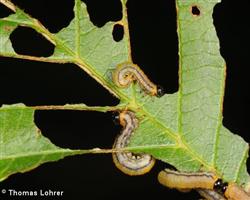 Larven mit Fraßschaden