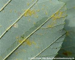 Uredosporenlager auf der Blattunterseite (Melampsoridium hiratsukanum)