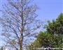 Abgestorbener Baum ohne Laub (großes Bild)