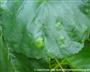Kleine, erhabene Blattflecken (Taphrina sadebeckii) (großes Bild)