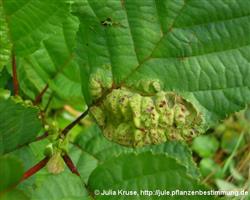 Blätter mit deutlichen Auftreibungen (Taphrina tosquinetii)