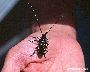Einzelner Käfer (Aufsicht) (großes Bild)