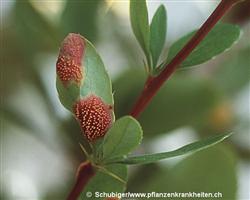 Sporenlager (Aecidien) blattunterseits an Berberis