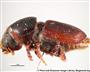Einzelner Käfer (präpariert) (großes Bild)