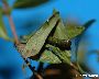 Erwachsene Raupe zwischen Blättern (großes Bild)