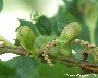 Verhockte, nicht austreibende Knospen (großes Bild)