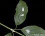 Weibchen mit Eigelege an Cornus (Blattoberseite) (großes Bild)