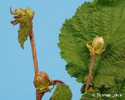 Verdickte Knospen als Leitsymptom