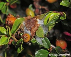 Gespinste und Fraßschaden an Cotoneaster 