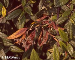 Einzelne Triebinfektion an Cotoneaster