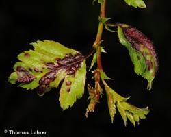 Auffällige Rotfärbung der Blattoberseite