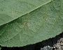 Leichter Pilzbelag (Blattunterseite; P. guttata) (großes Bild)